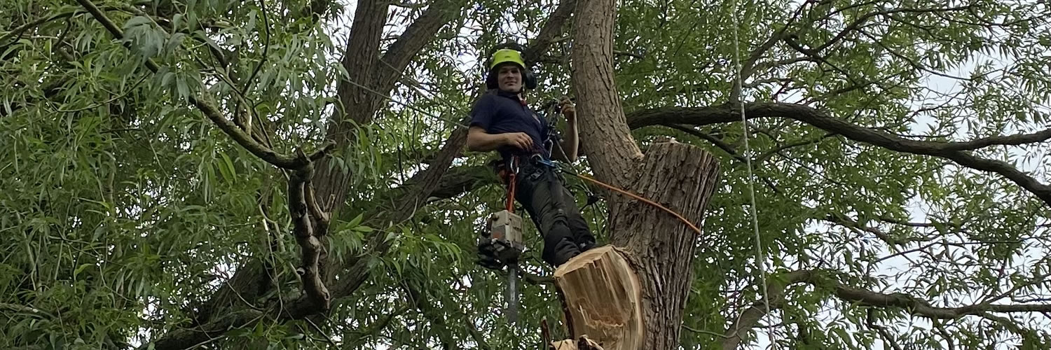 Tree removal in Oxford